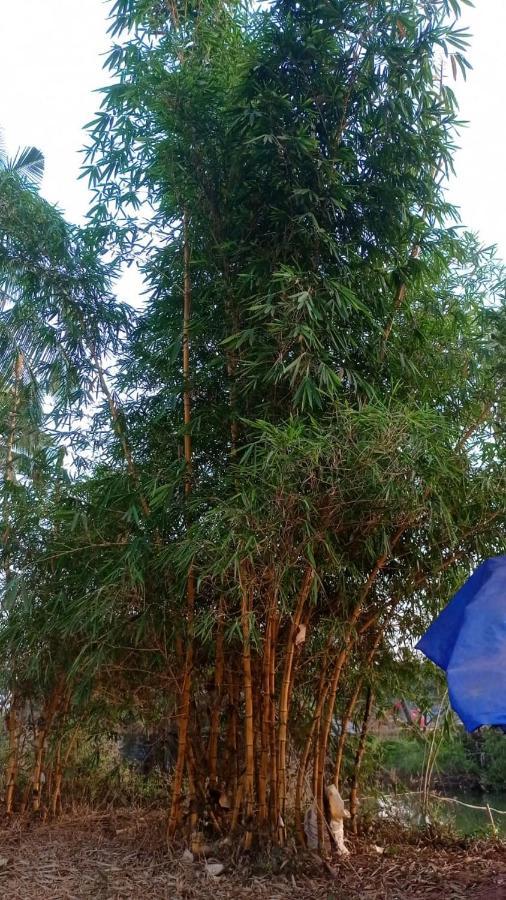 Narayanalayam-Vintage Retreat-Homestay & Rest'Inn Kannur Eksteriør bilde